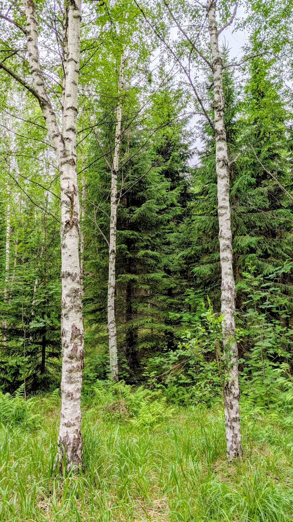 Birch trunks in a green Finnish forest