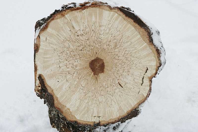 Cross-section of a curly birch log in snow, showing the figure in the wood